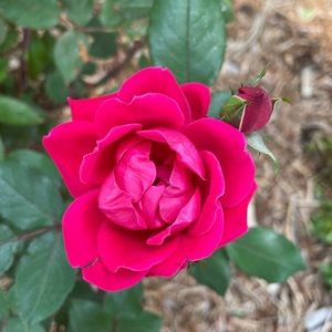 Meet your Posher, Rayanne